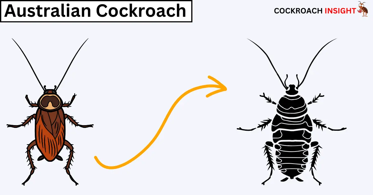 Australian Cockroaches Among Different Types Of Cockroaches