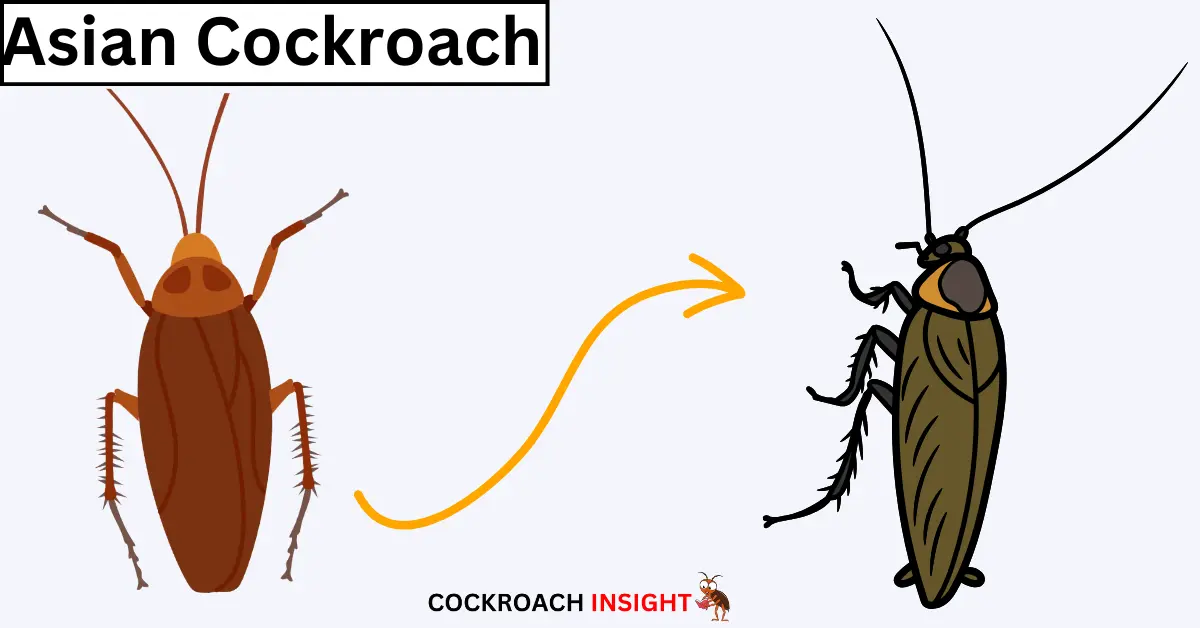 Asian Cockroaches Among Different Types Of Cockroaches