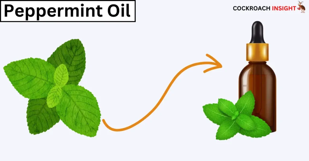 Peppermint oil Scents that Repel Cockroaches