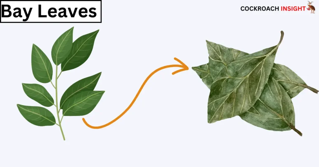 Bay leaves Scents that Repel Cockroaches