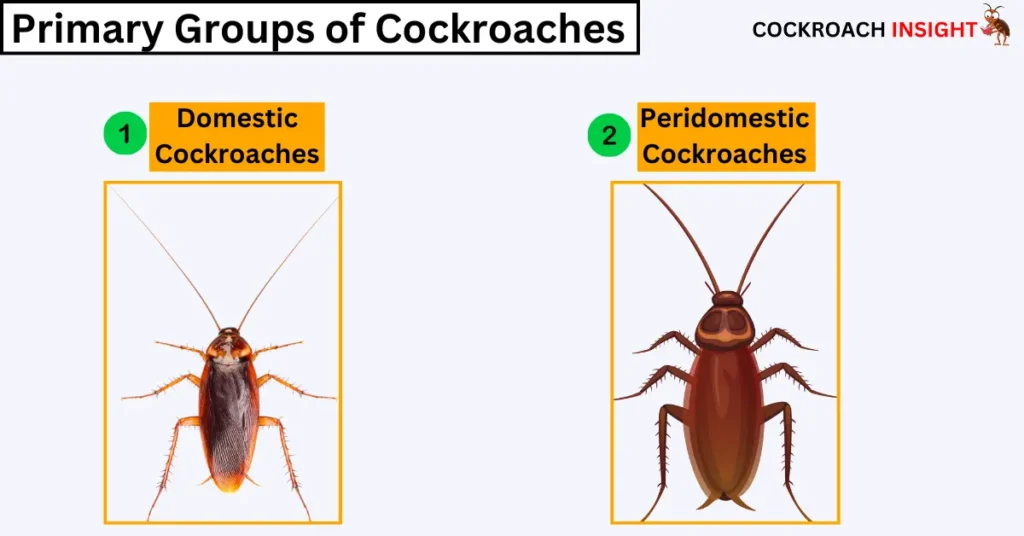 Types Of Cockroaches And There Two Primary Groups