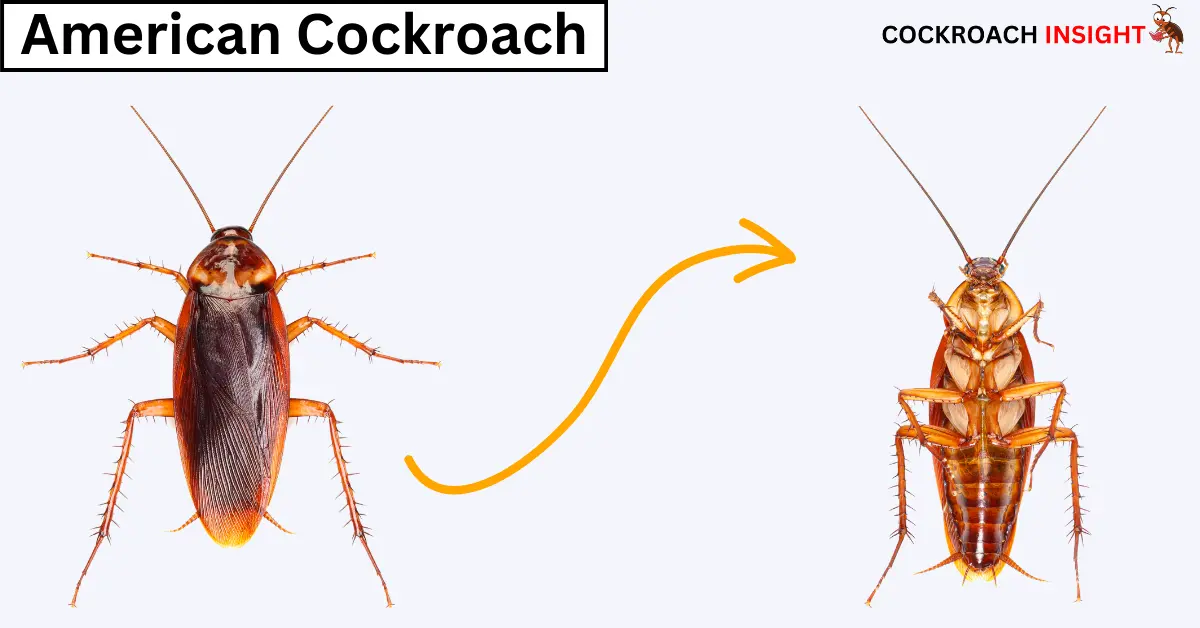 American Cockroaches