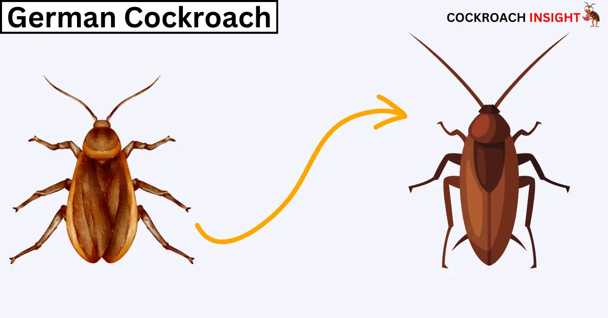 German Cockroaches Among Different Types Of Cockroaches