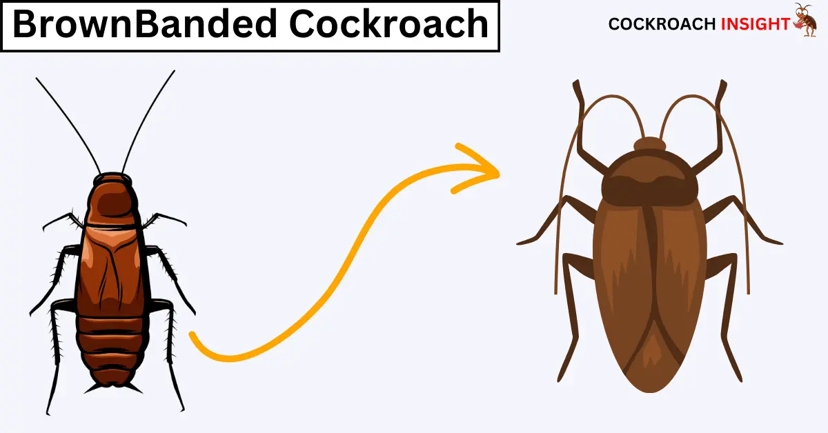 Brown Branded Cockroaches Among Different Types Of Cockroaches