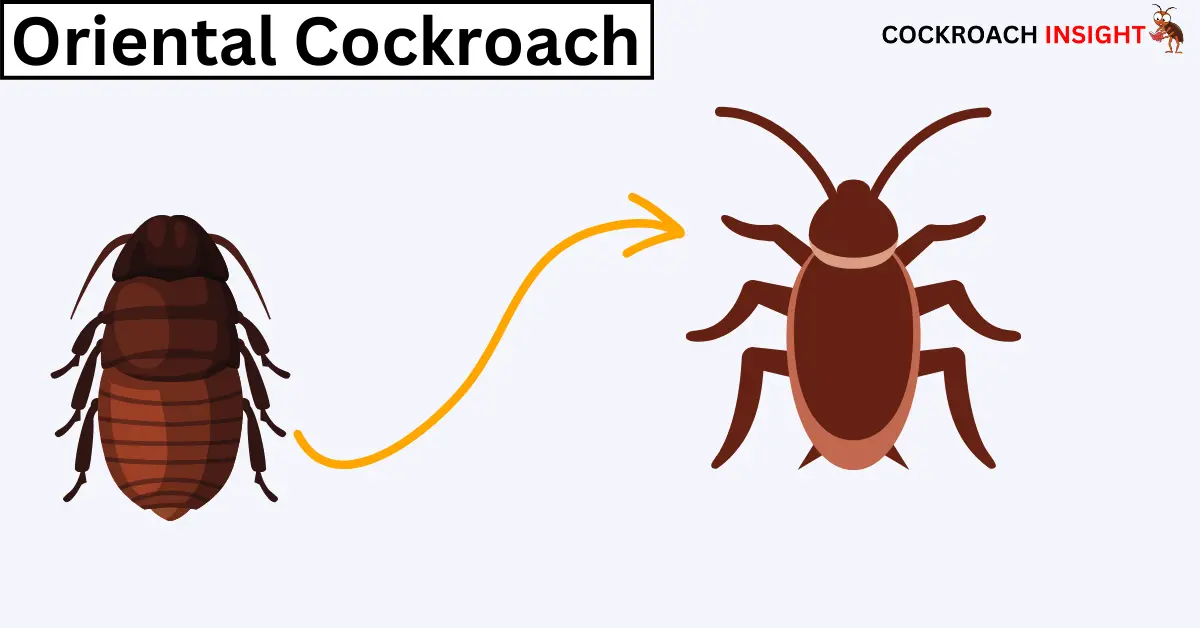 Oriental Cockroaches Among Different Types Of Cockroaches