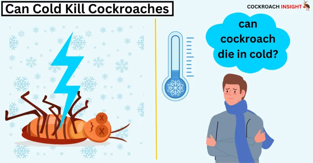 How Cold Temperatures Affect Cockroaches?