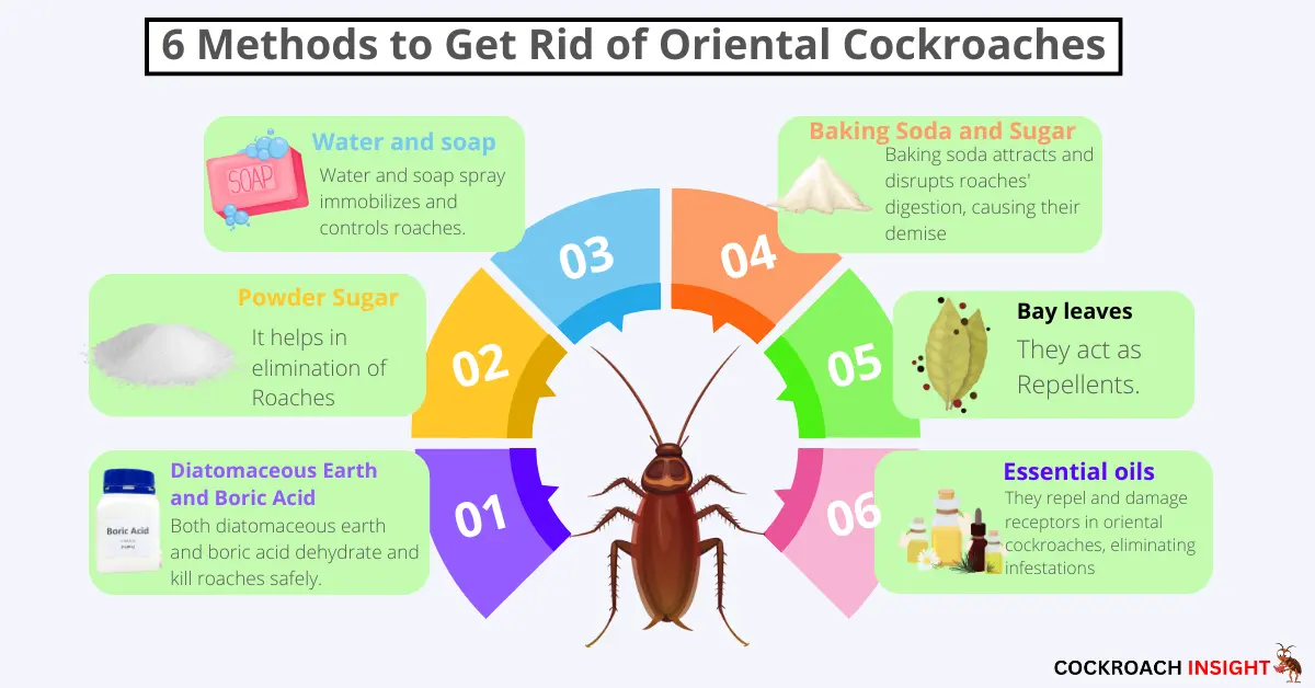 Natural Methods To Get Rid Of Oriental Cockroaches