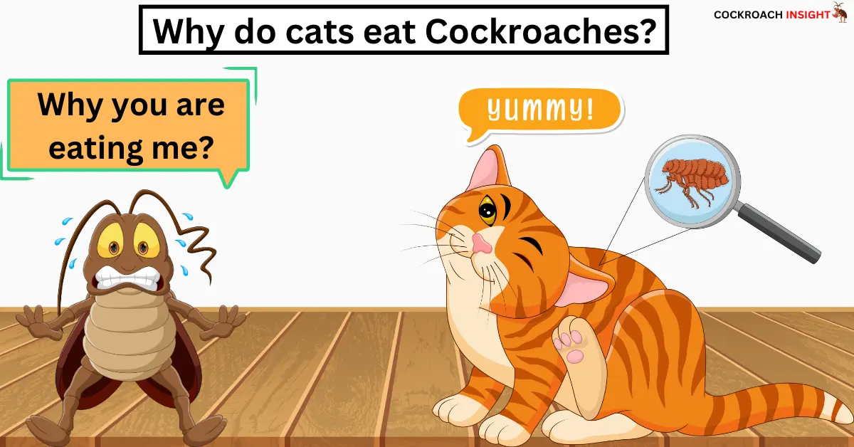 Why do cats eat Cockroaches?