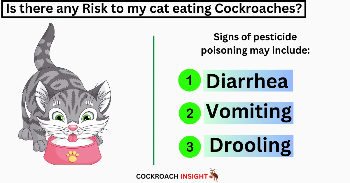 Is there any Risk to my cat eating Cockroaches?