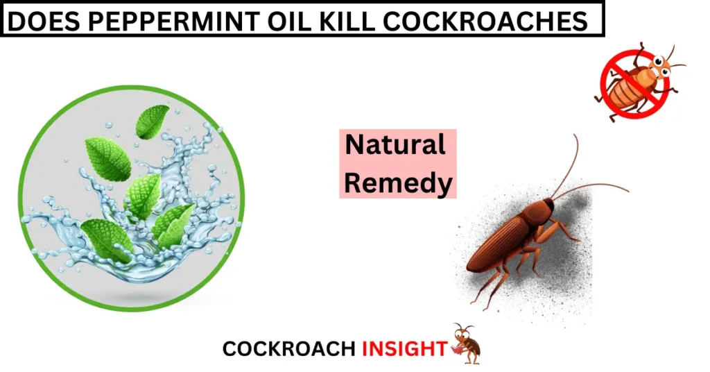 Does Peppermint Oil kill Cockroaches