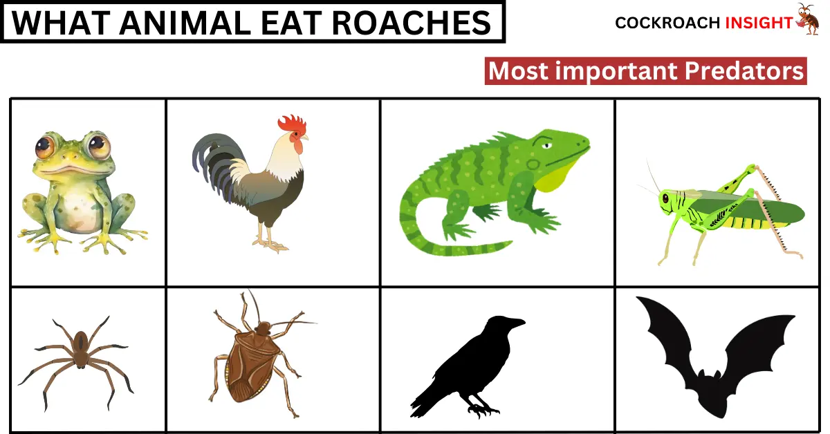 What Animal eat cockroaches