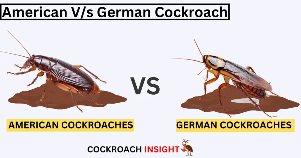 Comparison Between American & German Cockroaches