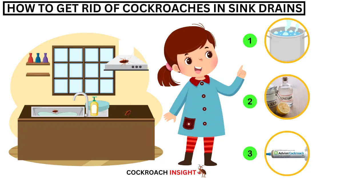 How to Get Rid of Cockroaches in Sink Drains