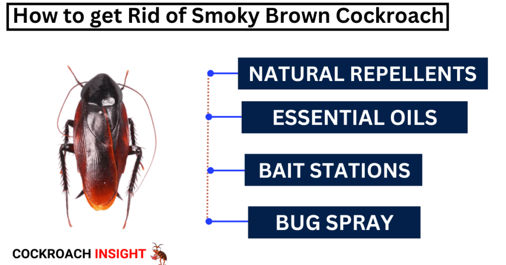 Effective ways to get Rid of Smoky Brown Cockroach