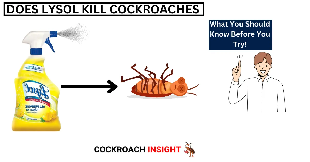 Can Lysol Kill a Roach?