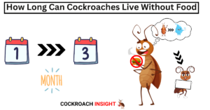 How Long Can Cockroaches Live Without Food?