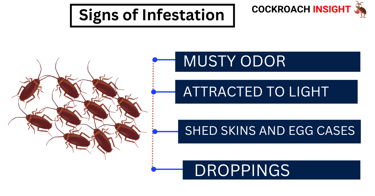 Signs Of Infestation