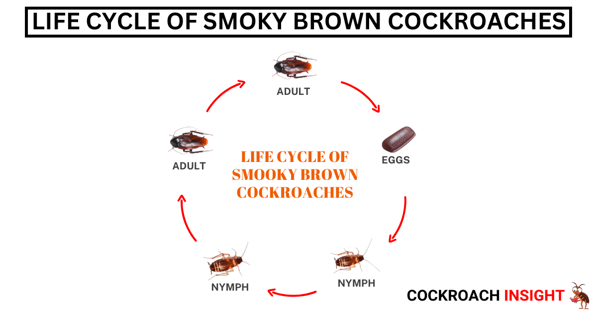 Life Cycle Of Smoky Brown Cockroaches