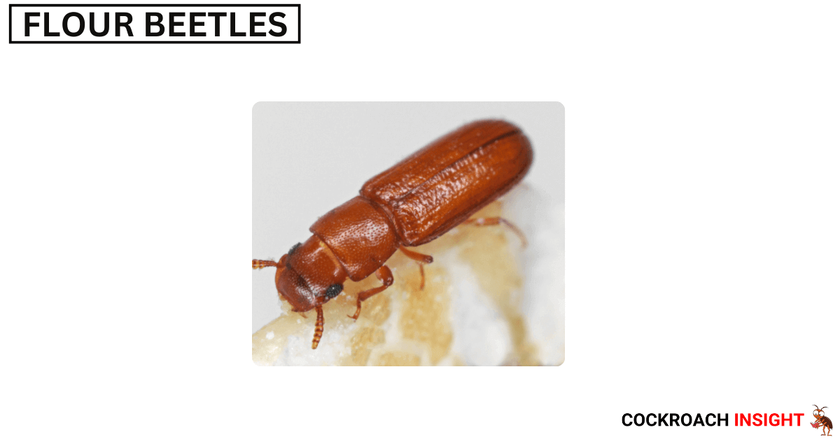 Picture Of Flour Beetles