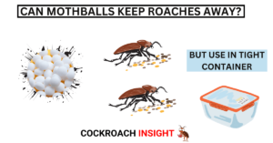 Do Mothballs Repel Roaches Or Not