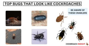 Bugs That Look Like Cockroaches | How To Identify Each One