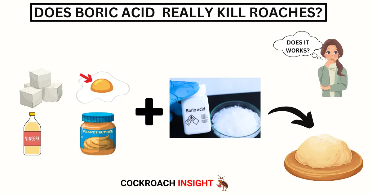 Boric Acid for Cockroach Control: Fast, Safe, and Affordable!