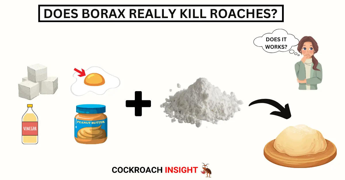 Does Borax Kill Roaches? Does It Work?