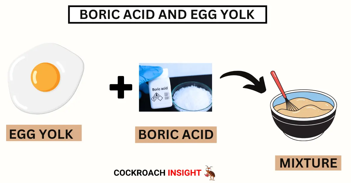 Boric Acid with Egg Yolk to kill cockroaches