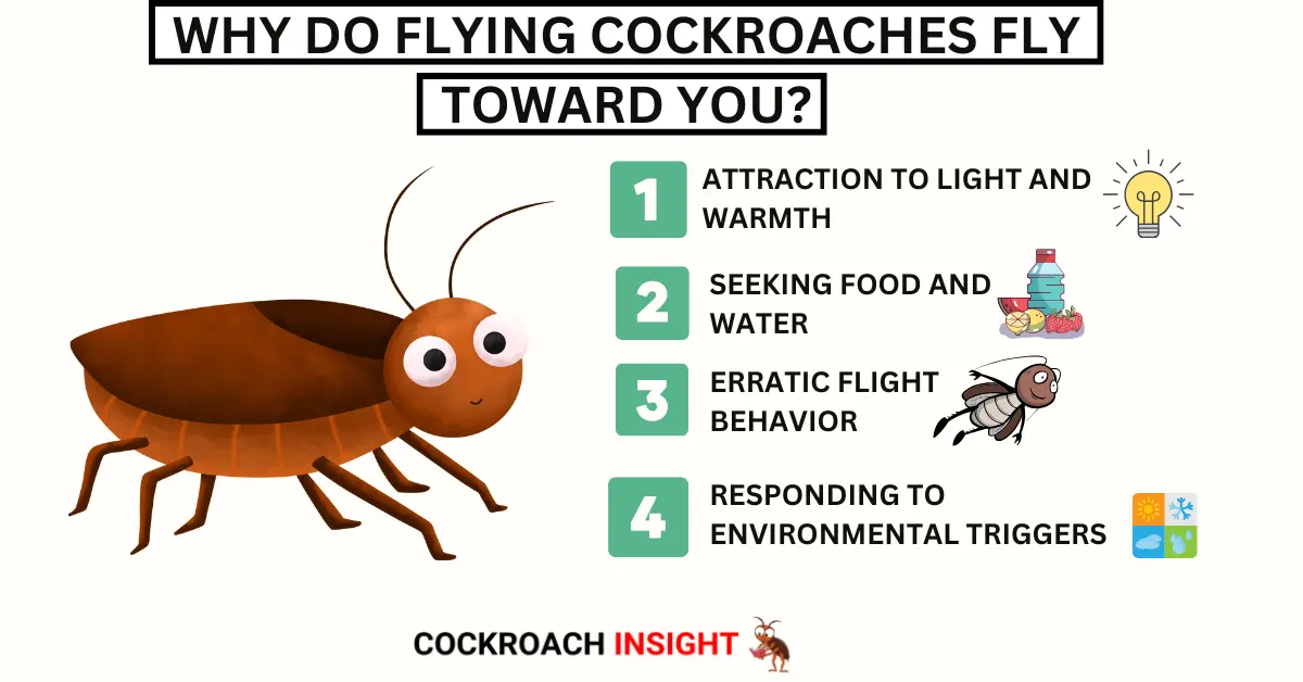 Why Do Flying Cockroaches Fly Toward You?