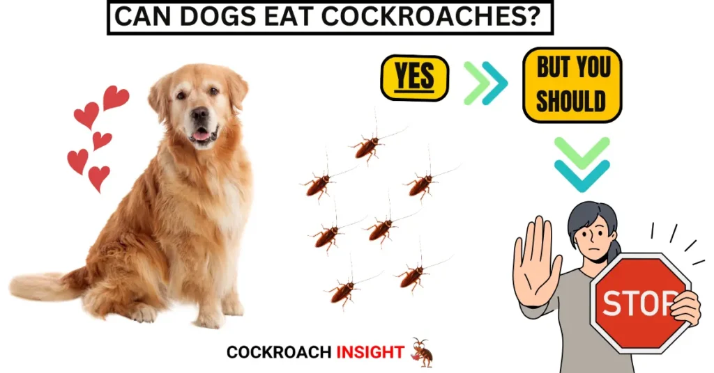 Can Dogs Safely Eat Cockroaches? Find Out Now!