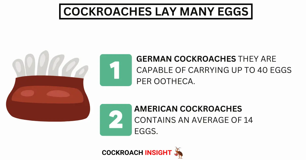 Cockroaches Lay Many Eggs