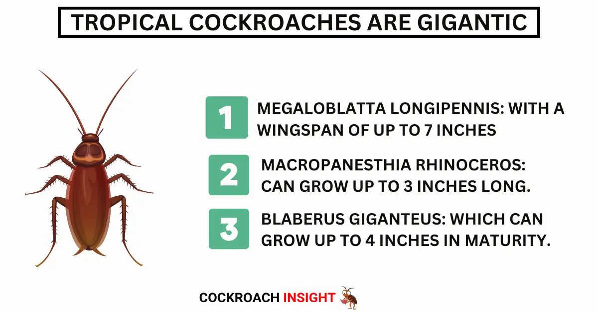 Tropical Cockroaches Are Gigantic