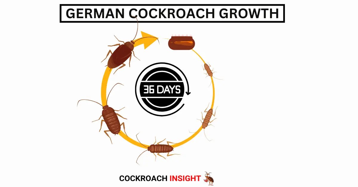 German Cockroach Growth: From Birth to Adulthood in 36 Days