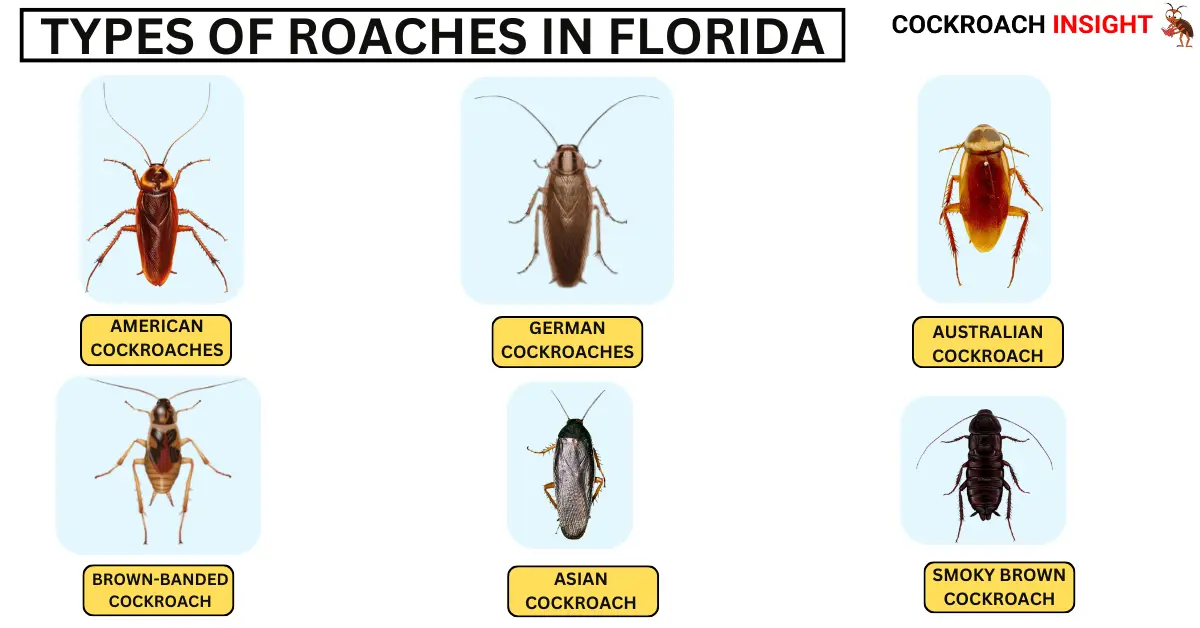 Types of Roaches in Florida