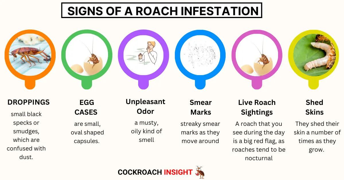 Signs of a Roach Infestation