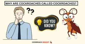 Why Cockroaches are Called Cockroaches?