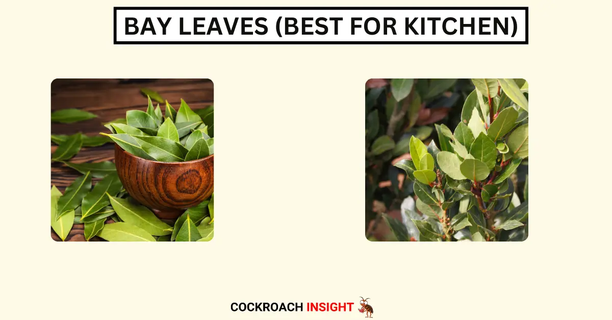 Bay Leaves (Best for Kitchen)