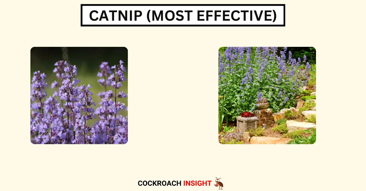 Catnip (Most Effective)