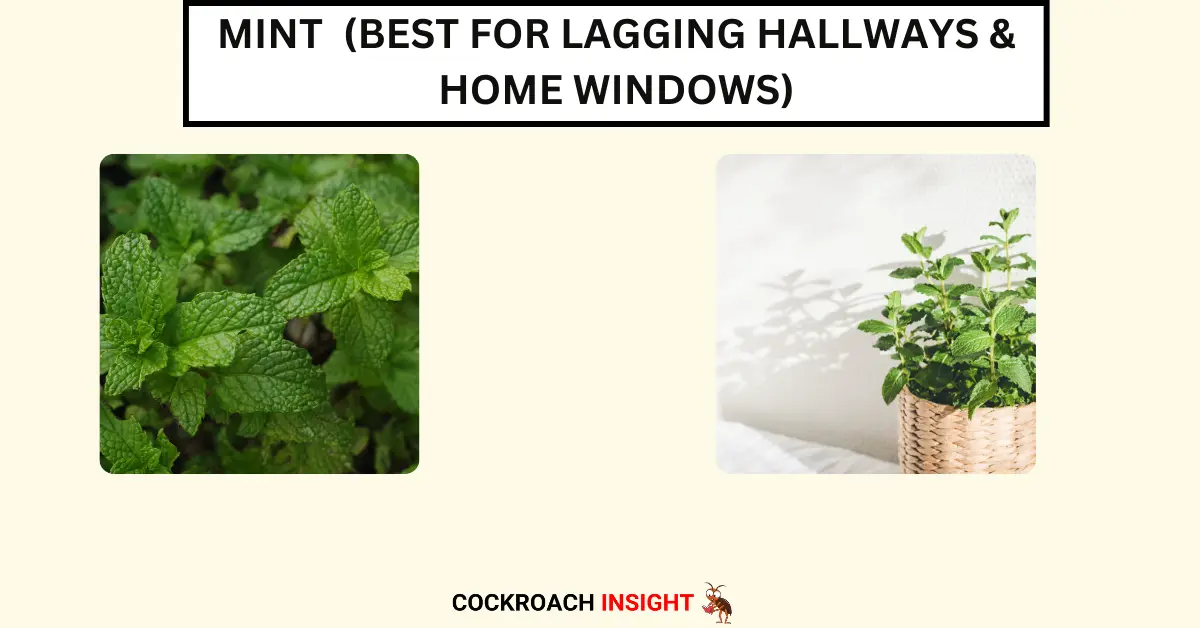 Mint (Best for Lagging Hallways & Home windows)