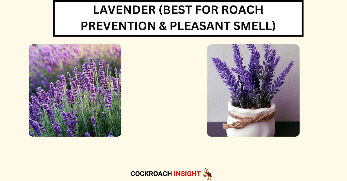 Lavender (Best for Roach Prevention & Pleasant Smell)