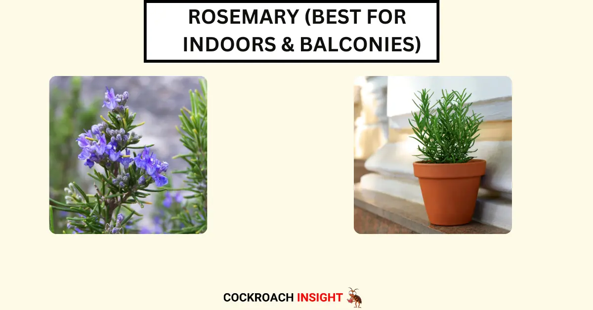 Rosemary (Best for Indoors & Balconies)