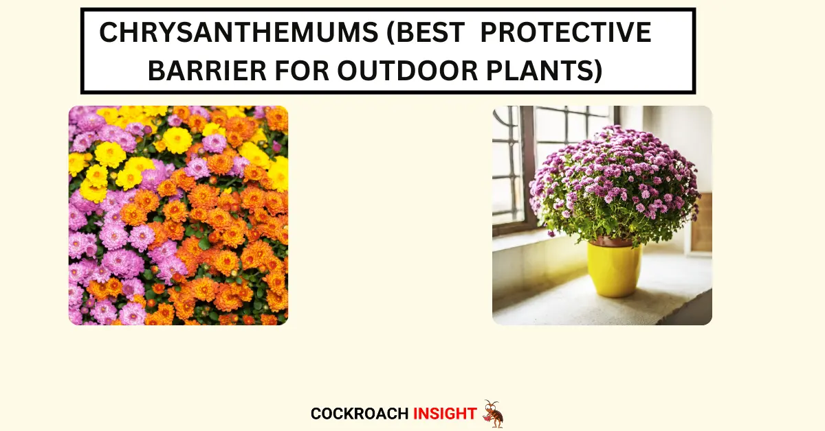 Chrysanthemums (Best Protective Barrier for Outdoor Plants)