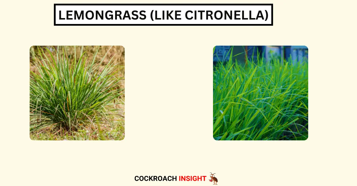 Lemongrass (Like Citronella)