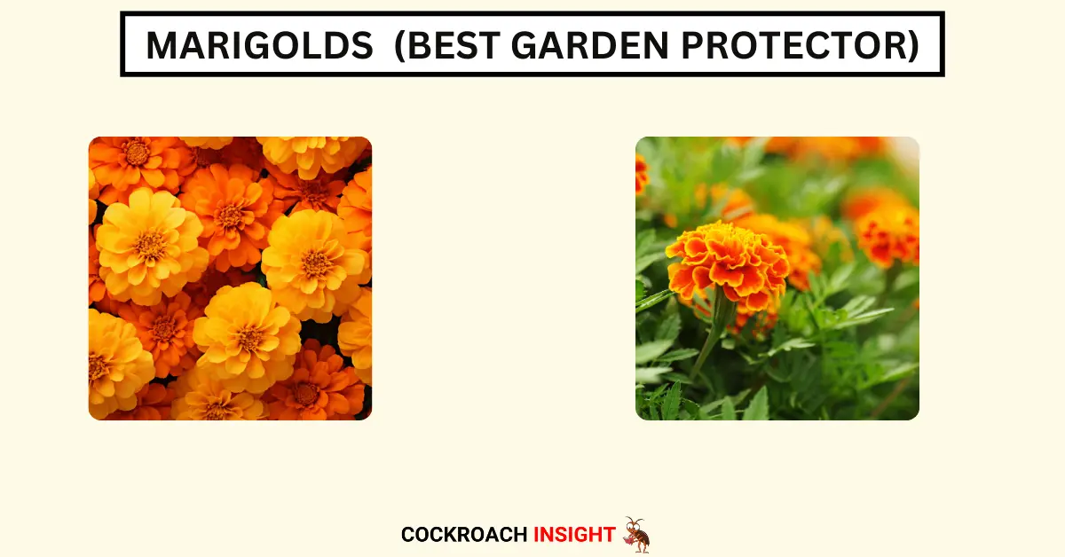 Marigolds (Best Garden Protector)