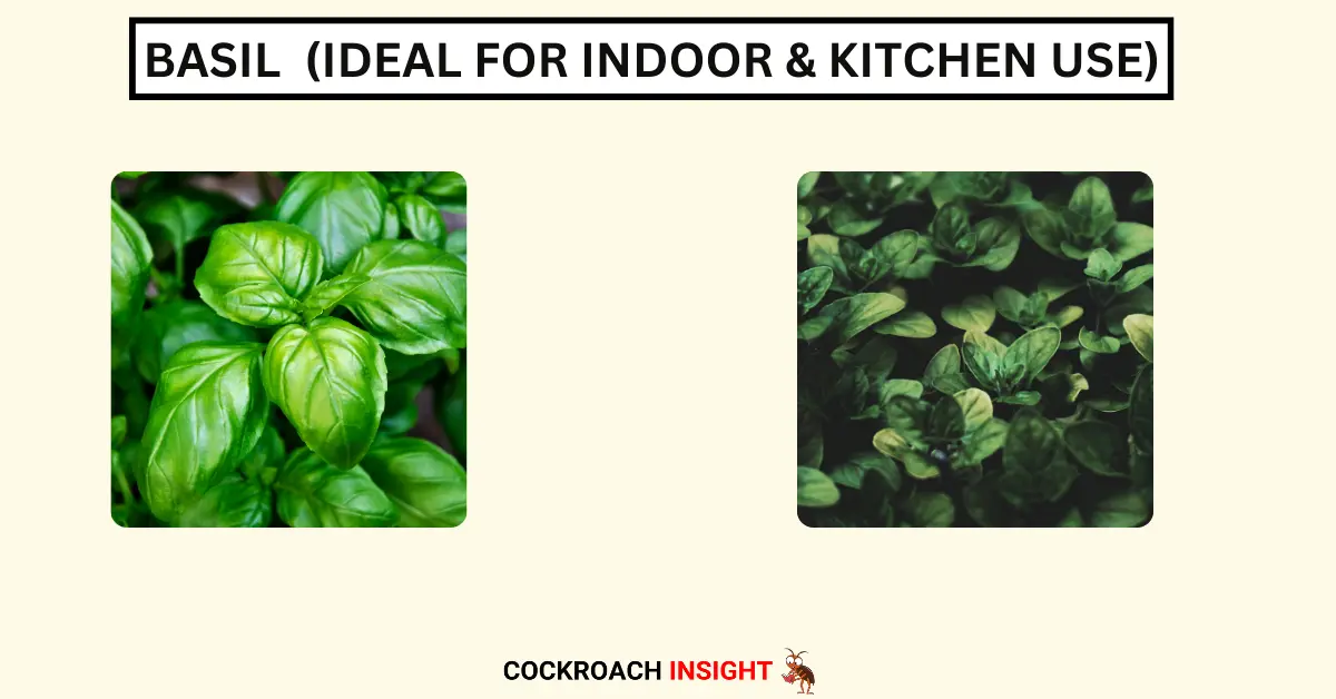 Basil (Ideal for Indoor & Kitchen Use)