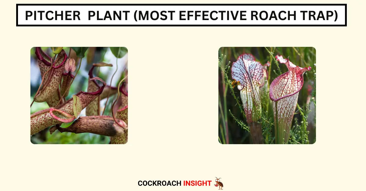 Pitcher Plant (Most Effective Roach Trap)