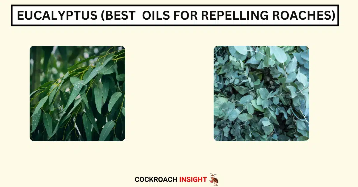 Eucalyptus (Best Oils for Repelling Roaches)