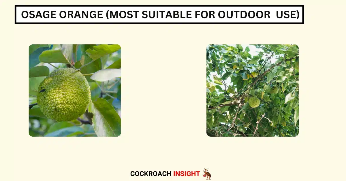 Osage Orange (Most Suitable for Outdoor Use)