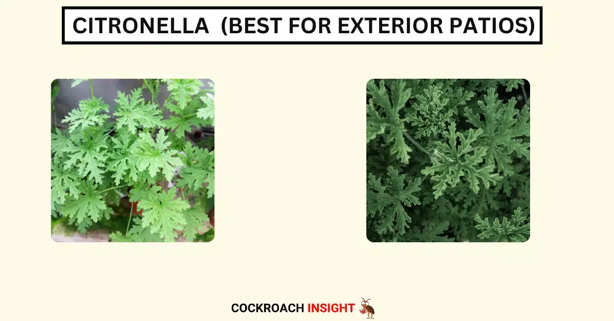 Citronella (Best for Exterior Patios)