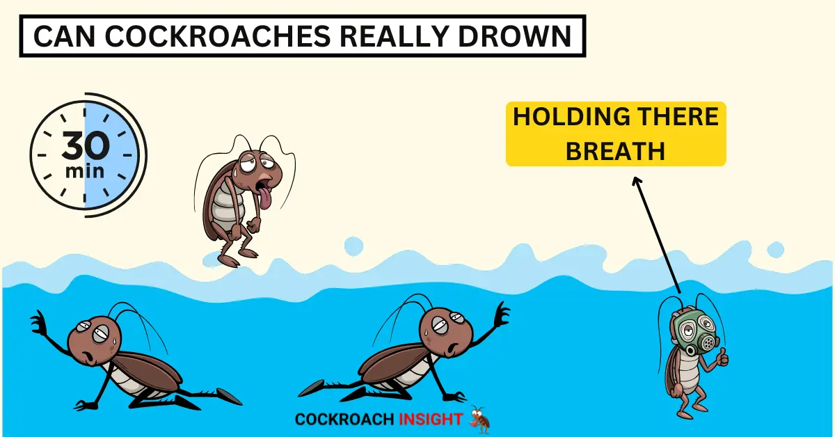 Can Cockroaches Really Drown?